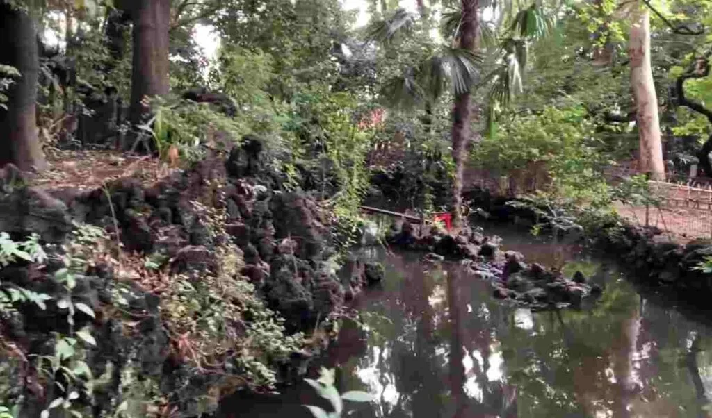 Nature surrounding in Setagaya Hachimangu Shrine